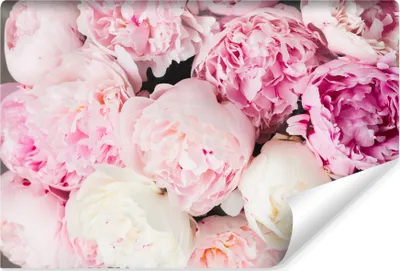Produktbild von Muralo Vlies Fototapete PEONIES Pfingstrosen Blumen Pflanzen Natur 3D Br. 360cm x Hö. 240cm