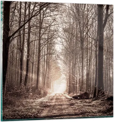Produktbild von Bilder auf glas - Wald Straße Baum - 70x70cm - Glasbilder - Wandbilder - Kunstdruck - zum Aufhängen bereit - Wanddekoration aus Glas - Glas Bilder - Wandbild auf Glas - Einteilig - GAC70x70-3620