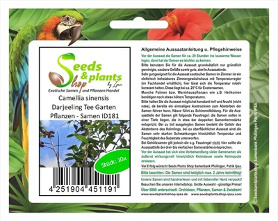 Produktbild von 10x Camellia sinensis Darjeeling Tee Garten Pflanzen - Samen ID181