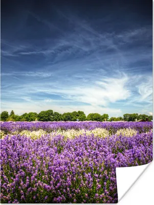 Produktbild von MuchoWow® Poster Ein dunkler Himmel über einem blühenden Lavendelfeld 30x40 cm - Wandplakat - Poster Kinderzimmer