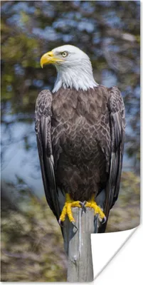 Produktbild von MuchoWow® Poster Ein Weißkopfseeadler auf einer Stange schaut zur Seite 80x160 cm - Kinderzimmer