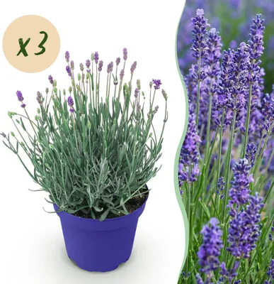 Produktbild von GreenboutiQ - Gartenpflanze - Lavandula angustifolia Hidcote - Lavendel - Winterhart - Lila - 3 Pflanzen - Topf 12cm - Höhe 15-25cm
