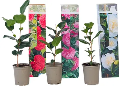 Produktbild von Japanische Rose - 3 Stk - Camellia japonica - Höhe 25-40cm - ⌀9cm