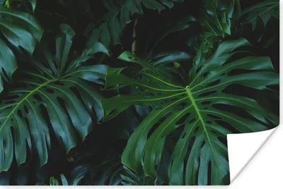 Produktbild von MuchoWow® Poster Monstera - Blätter - Tropisch - Dschungel 180x120 cm - Fotoplakat