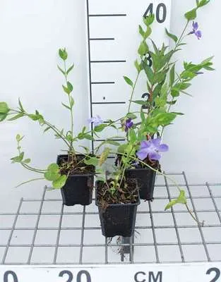 Produktbild von 12 x Vinca difformis ( acutiloba) - Immergrün  - Topf 9 cm x 9 cm