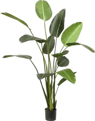 Produktbild von Emerald Künstliche Strelitzia - Josephine | 230 cm, für drinnen, Kunstbaum, wie echt, Allergiker geeignet, pflanzliche Dekoration Praxis, Office & Wohnzimmer