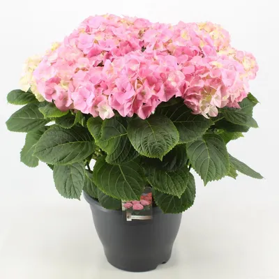 Produktbild von Hydrangea macrophylla Early Pink 20-30 cm / Topf 10,5  - Hortensien mit prächtigen Blüten