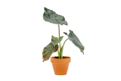 Obrázek produktu pro Gardners Alocasia Antoro Velvet, průměr 6 cm