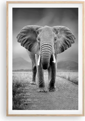Produktbild von Gerahmtes Poster - Rahmen in heller Eiche - Elefant Wildnis Natur - 61x91,5 cm - Wand Bild - Wanddeko - Wandbilder - Kunstposter - Wandposter - Bilderrahmen - Bilder - Kunstdruck - P2NPA61x91-4966