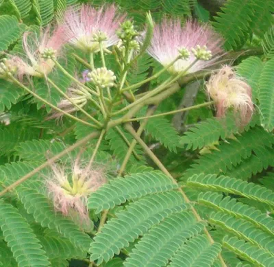 Immagine prodotto di Albero della seta  - Albizia julibrissin 'Rosea'  | 40-50 cm in vaso