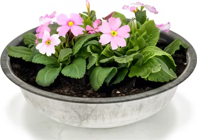 Produktbild von Zinkwanne Zink-Schale als runde Pflanzschale Deko-Schale 39,5 x 10 cm