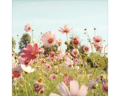 Produktbild von Glasbild Flowerfield I 50x50 cm