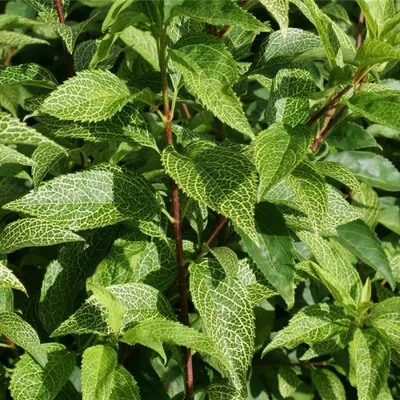 Produktbild von Forsythia viridissima Bronxensis ® - Minigoldglöckchen Bronxensis ®