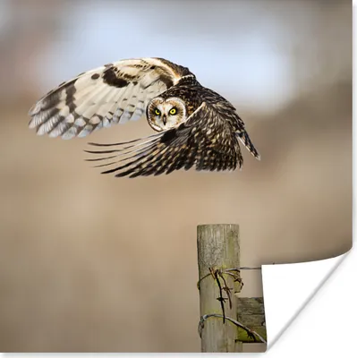 Produktbild von MuchoWow® Poster Fliegende Eule vor verblasstem Hintergrund 50x50 cm - Wohnzimmerdekoration