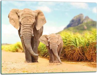 Produktbild von Glasschneidebrett Herdabdeckplatte Glaskeramikkochfeld Universal 52x40 cm Elefant
