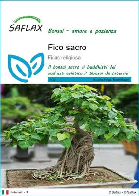 Immagine prodotto di SAFLAX  - Fico sacro - 100 semi - Ficus