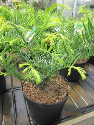 Produktbild von Cephalotaxus harringtonia Prostrata - japanische Kopfeibe - 30-40