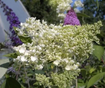 Produktbild von Rispenhortensie Grandiflora - Hydrangea paniculata Grandiflora