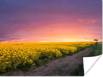 Produktbild von MuchoWow® Poster Blumen - Straße - Himmel - Gelb - Lila - Sonnenuntergang - Natur 120x90 cm - Wandbild