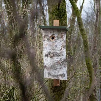 Produktbild von CJ Wildlife Nistkasten Specht - aus einem Birkenstamm  100% - Innenmaße 30 x 12 x 12 cm - für draußen, spechtfreundlich - Dach abschraubbar