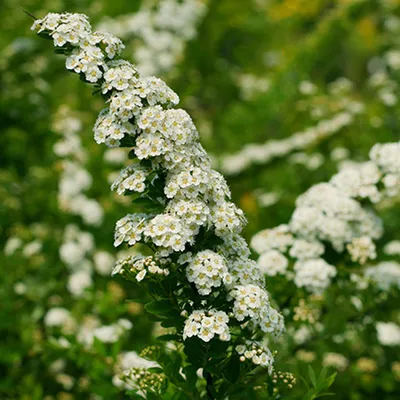 Obrázok produktu pre 2 x japonská liana - Spiraea nipponica 'Snowmound' | 40-60 cm v nádobe