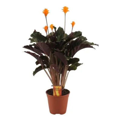 Immagine prodotto di Calathea Crocata ca. 40 cm - pianta d'appartamento - cesto marant - pianta verde - purificante dell'aria - adatta agli animali domestici - adatta agli interni