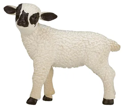 Image de Animal Planet agneau noir-face debout
