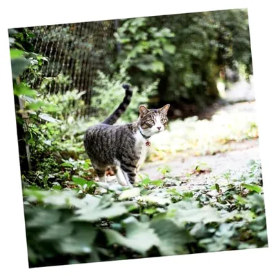 Produktbild von 100 Stück Farbige Glöckchen für Katzenhalsbänder DIY-Zubehör