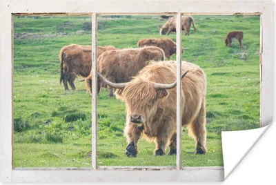 Produktbild von MuchoWow® Poster Durchblick - Schottisches Hochlandrind - Tiere 30x20 cm - Plakate - Print
