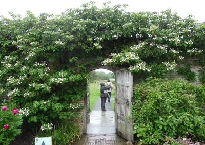 Immagine prodotto di Ortensia rampicante 60-70 cm Hydrangea petiolaris Pianta rampicante Ortensia