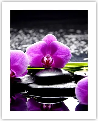 Produktbild von Poster - Poster ohne Rahmen - Orchidee Natur Wasser Blume - 40x50 cm - Wand Bild - Wanddeko - Wandbilder - Kunstposter - Wandposter - Bilder - Kunstdruck - Wanddekoration - Wandbild - P2XPA40x50-2658