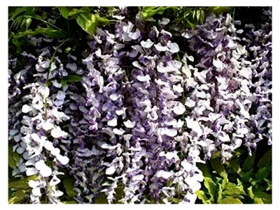 Produktbild von Chinesischer Blauregen Wisteria sinensis Pflanze 15-20 cm