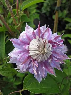 Produktbild von Clematis Josephine TM Evijohill (N) (60 - 100 cm) - Waldrebe / Klematis Josephine