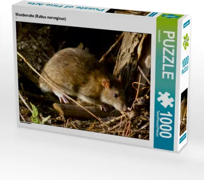 Produktbild von Calvendo Wanderratte (Rattus norvegicus) 1000 Teile Puzzle quer 640x480mm, CALVENDO; 7304420
