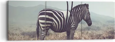 Produktbild von Bild auf Leinwand - Leinwandbild - Zebra Tier Wiese - 90x30cm - Wand Bild - Wanddeko - Wandbilder - Leinwanddruck - Bilder - Kunstdruck - Wanddekoration - Leinwand bilder - Wandkunst - CA90x30-3959