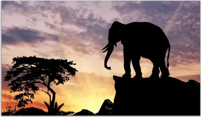 Produktbild von Wallario Herdabdeckplatte aus Glas, Größe 90 x 52 cm 1-teilig, Motiv Elefant vor Abendhimmel