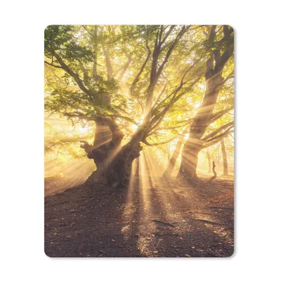 Produktbild von MuchoWow® Mauspad Mousepad Baum - Wald - Sonne 30x40 cm - Mousepads - Maus Mat - Pad - Mausunterlage - Mausmatten