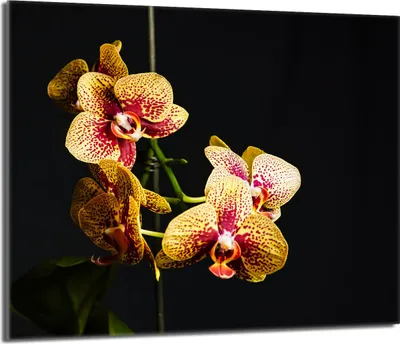 Produktbild von Glasschutzplatte für den Herd 60x52 Orchidea