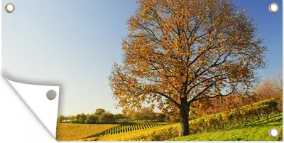 Produktbild von MuchoWow® 60x30 cm Outdoor-Poster Gartendeko Sichtschutz Garten Poster für den Garten  Kastanienbaum in einer Weinberglandschaft