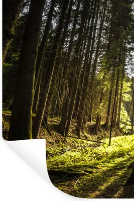 Produktbild von MuchoWow® Wandtattoo Wandsticker Wandaufkleber Baum - Natur - Sonne - Wald 60x90 cm Selbstklebend und Repositionierbar - Sticker - Dekorfolie