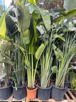 Produktbild von Strelitzia augusta nicolai Baumstrelitzie Paradiesvogelblume 300 cm 1A Qualität