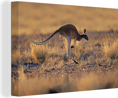 Obrázek produktu pro OneMillionCanvasses® - Obrazy na plátně - 140x90 cm, Klokan - Slunce - Tráva, Nástěnné umění tisk Nástěnná dekorace - Fotografie na plátně - Malba na dřevěném rámu