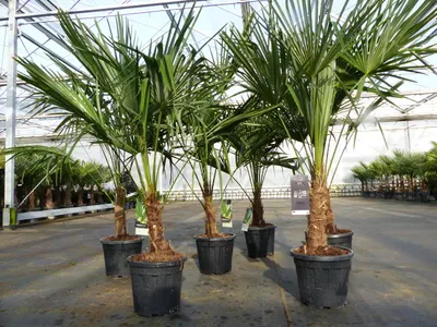 Produktbild von Trachycarpus fortunei 140 cm Palme Hanfpalme, winterhart bis -18°C