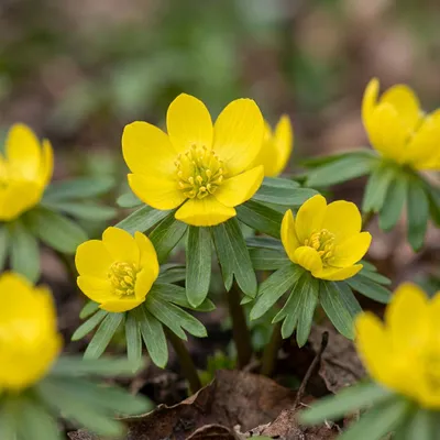 Image de 50x Eranthis Cilicica - Cilicisch winterakoniet - Geel - Voorjaarsbloeier - Bolmaat 4/5