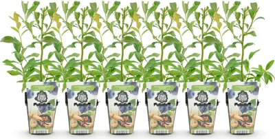 Produktbild von GreenboutiQ - Obstpflanzen - Blaubeere - Vaccinium corymbosum Bluegold - Winterhart - 6 Pflanzen - Topf 9 cm - Blaubeere