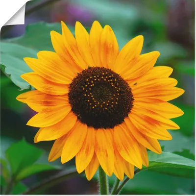 Produktbild von ARTland Poster Sonnenblume Größe: 30x30 cm