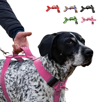 Imagen del producto de Platos con asa para perros grandes, con sistema antiladridos