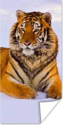 Produktbild von MuchoWow® Poster Tiger - Schnee - Winter - Tiere 75x150 cm - Dekoration für die Wände