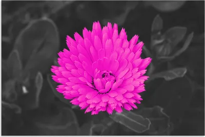 Produktbild von MuchoWow® Poster Blumen - Aquarell - Rosa 180x120 cm - Fotoplakat