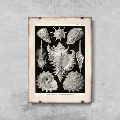 Produktbild von Poster - Canvas - Leinwand - 29,7 cm x 42 cm - Muscheln Prosobranchia